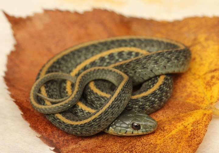 Santa Cruz Garter Snake